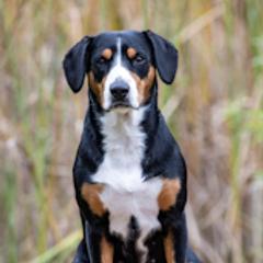 Jaylah - Entlebucher Mountain Dog