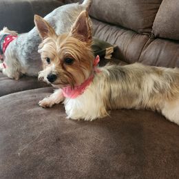 Sapphire - Yorkshire Terrier