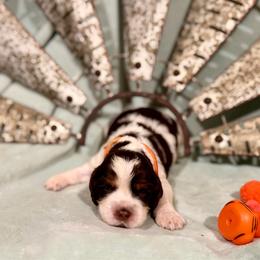 Orange boy - White and liver male English Springer Spaniel puppy in Cleburne, Texas from Powers English Springer Spaniels