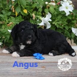 Boy 5 - male Bernedoodle puppy in Heyworth, Illinois from Cobble Creek Puppies