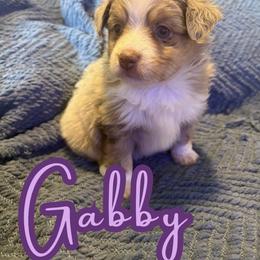 Gabby - Red merle female Toy Australian Shepherd puppy in Union Grove, North Carolina from Grove Farm