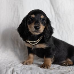 Huginn - Black and cream male Dachshund puppy in Crystal, Michigan from Mare-bella Dachshunds