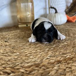Marlow - Black and white female Cockapoo puppy in Lafayette, Louisiana from Kinkade Kennels
