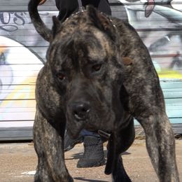 Hades - Perro de Presa Canario