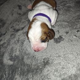 Purple boy - Mahogany and white male Basset Hound puppy in Santa Rosa, California from Redwood Coast bassetts
