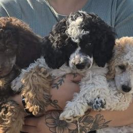 Goldendoodles, Golden Retrievers, and Poodles from Oregon's Oodles of poodles & doodles