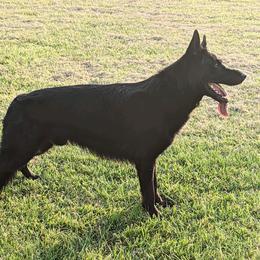 Ivan - German Shepherd