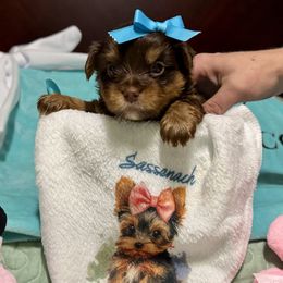 Chocolate blue boy - Chocolate and tan male Yorkshire Terrier puppy in Milton, Florida from Sassenach Yorkie Kennels