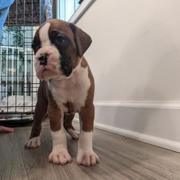 Ginger - Fawn Boxer puppy in Wellington, Ohio from Brinkhaven Boxers