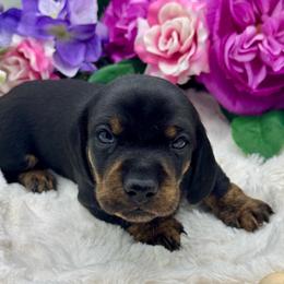 Kiro - Black and tan male Dachshund puppy in Exeter, California from Sawtooth Miniature Dachshunds