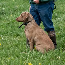 Chesapeake Bay Retriever puppies from Dusty Rose Chesapeakes