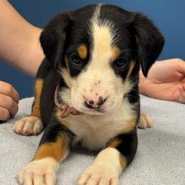 Pink Girl - Black, white and red female Greater Swiss Mountain Dog puppy in Lower Burrell, Pennsylvania from Polyanna’s GSMD