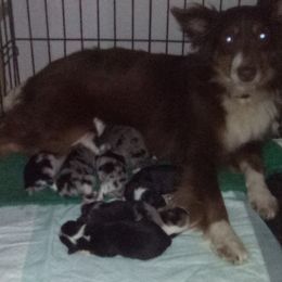 Daisy  - Miniature Australian Shepherd