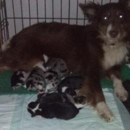 Daisy  - Miniature Australian Shepherd
