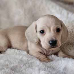 Orange collar - Cream male Dachshund puppy in Pasco, Washington from Loyal Lil Dachshunds