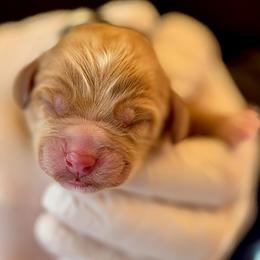 Biscotti - Caramel male Australian Labradoodle puppy in Stanwood, Washington from Victoria Creek Australian Labradoodles