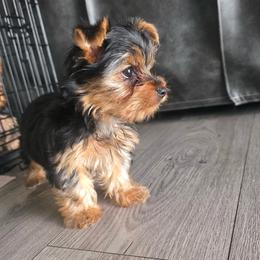 Little Mia - Black and tan female Yorkshire Terrier puppy in Los Angeles, California from WESTWAY Yorkies