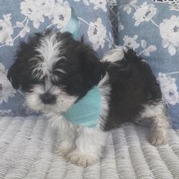 Peter - Brindle and white male Shih Tzu puppy in Jasper, Georgia from Tiny Bubbles Shih Tzus