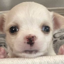 Chihuahuas from Sugar Cookie Chihuahuas