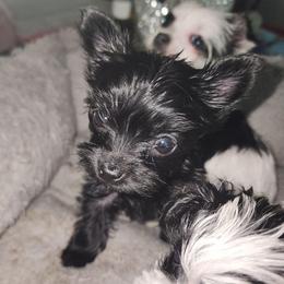 ECHO ( Morkie Girl ) - Black female Morkie puppy in Palmdale, California from J Designer Puppies
