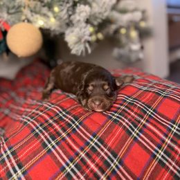 Chex - Red tri-color male Aussiedoodle puppy in Sweetwater, Florida from Sandy Snout Doodles