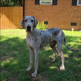 Jasmine - Great Dane
