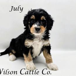 July - Black tri-color female Aussiedoodle puppy in Lancaster, Minnesota from Wilson Cattle Co.