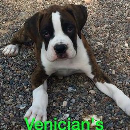 Boxer Puppies from Venician Boxers