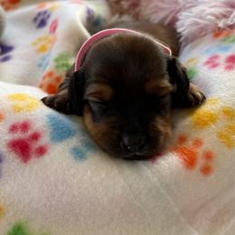 Pink Collar Female - Red female Dachshund puppy in Madison, Michigan from Jensen Dobermans and Dachshunds