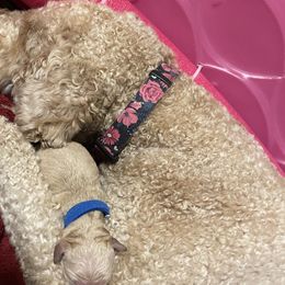 Goldendoodles from Super Doodles