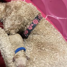 Goldendoodles from Super Doodles