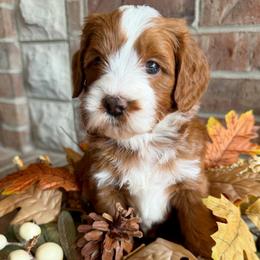 Happy (7 dwarfs theme) - Red  female Goldendoodle puppy in Ozark, Missouri from Halo Doodles