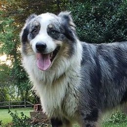 Australian Shepherds from Kendra Phillips