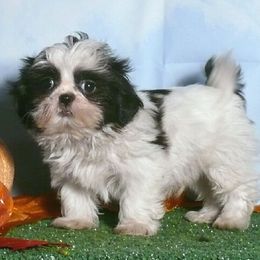 Micky - Black and white male Shih Tzu puppy in Wild Rose, Wisconsin from Sorenson's Shih-tzus