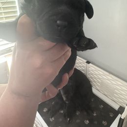 Labrador Retriever Puppies from Lookout Mountain Labrador Retrievers