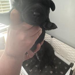 Labrador Retriever Puppies from Lookout Mountain Labrador Retrievers