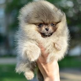 Pomeranians from Diana's Pomeranians