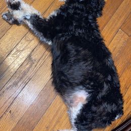 Miniature Schnauzers from Barbara's Miniature Schnauzers