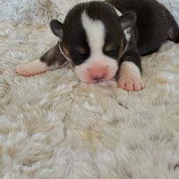 Boy 4 - Brindle and white male Cardigan Welsh Corgi puppy in Huntington Beach, California from Lucky Puppies