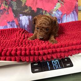 Marvin - Red  male Poodle puppy in Lawrenceburg, Tennessee from LUV Poodles and Maltipoos