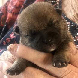 Stella Alpha Boy 1 (Legacy) - Red male Shiba Inu puppy in Brecksville, Ohio from Shomaisou Shiba Inu