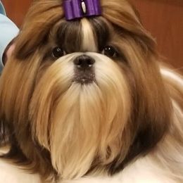 Golden Retrievers and Shih Tzus from The Ohana Paws