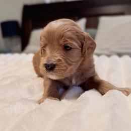 Cosmo (black collar) - Apricot male Goldendoodle puppy in Twin Falls, Idaho from Magic Valley Family Doodles
