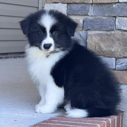 Coal - Black male Border Collie puppy in Dunn, North Carolina from Coylety Border Collies