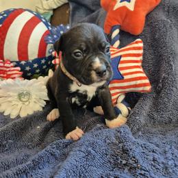 Girl 3 - Black female American Staffordshire Terrier puppy in Manton, Michigan from Freedom Amstaffs Legacies