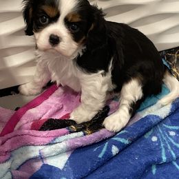 Cavalier King Charles Spaniel Puppies from Ridgefield Cavaliers