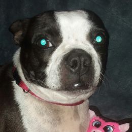 Boston Terriers from Elizabeth Ce2 McFarland