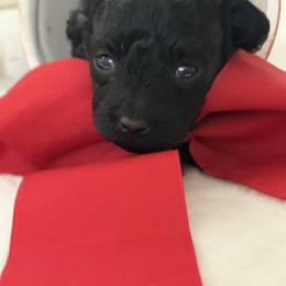 Bentley - Black male Poodle puppy in Taylorsville, North Carolina from SilverLining highlands and hounds