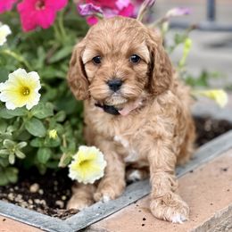 Cavapoo Puppies from Cavapoo Cuddles