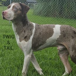 Catahoula Leopard Dogs, Miniature Schnauzers, and Poodles from Twig and Tail Puppies